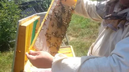 Головний хабарів у бджіл