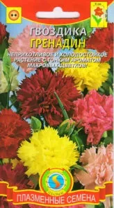 Гвоздика Гренадіни красиве і здорове рослина для прикраси будь-якого присадибної ділянки (рослина) Гвоздика Гренадіни красиве і здорове рослина для прикраси будь-якого присадибної ділянки