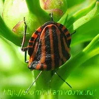 Сумна історія про кошеня Самсона, своїми руками будинок і сад