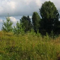 Сумна історія про кошеня Самсона, своїми руками будинок і сад