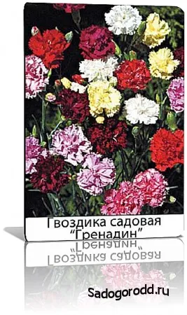 Гвоздика садова гренадин