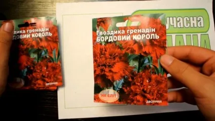 Гвоздика Гренадіни - вирощування з насіння своїми руками (Гренадіни) Гвоздика Гренадіни - вирощування з насіння своїми руками