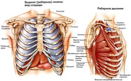 Грудна клітка людини які кістки утворюють і що захищає, функції скелета (людини) Грудна клітка людини які кістки утворюють і що захищає, функції скелета
