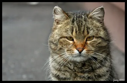 Сумна історія про кота