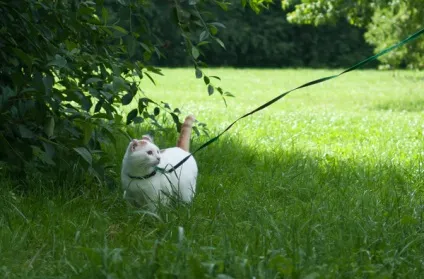 Сумна історія про кота з хорошим кінцем, e (Тепер щаслива котосемья) Сумна історія про кота з хорошим кінцем, e