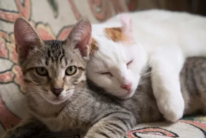 Сумна історія про кота з хорошим кінцем, e (кота) Сумна історія про кота з хорошим кінцем, e