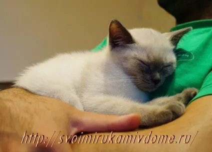 Сумна історія про кошеня Самсона, своїми руками будинок і сад