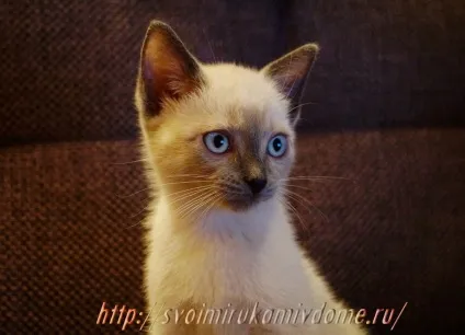 Сумна історія про кошеня Самсона, своїми руками будинок і сад