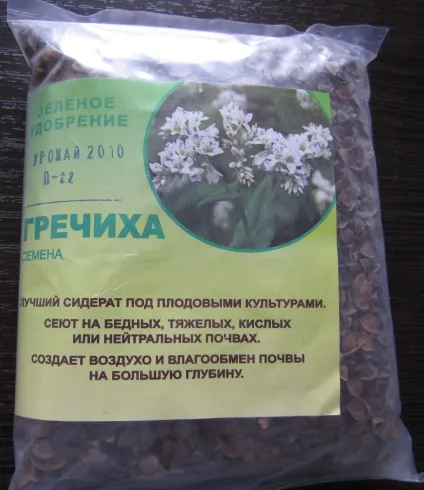 Гречка як сидерат