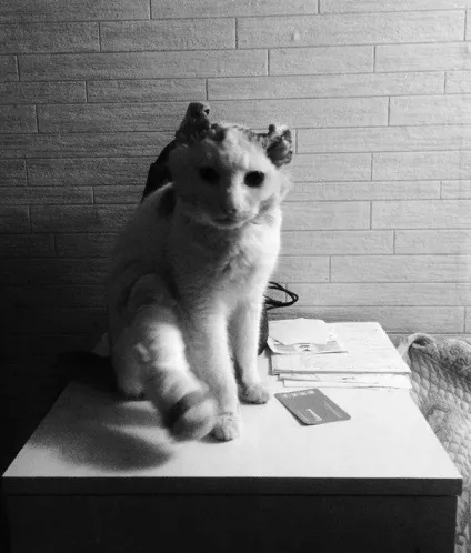 Сумна історія про кота з хорошим кінцем, e (кота) Сумна історія про кота з хорошим кінцем, e