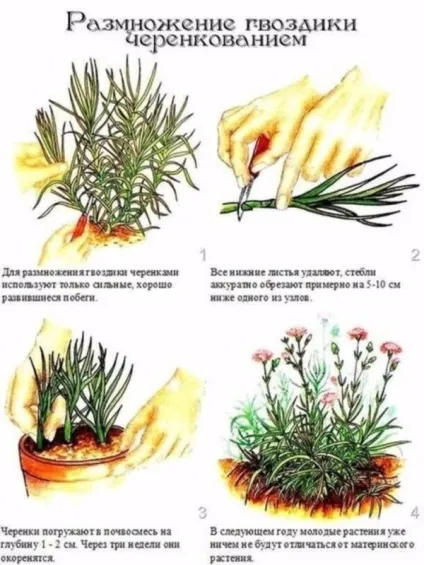 Гвоздика Гренадіни - вирощування з насіння своїми руками (гвоздика) Гвоздика Гренадіни - вирощування з насіння своїми руками