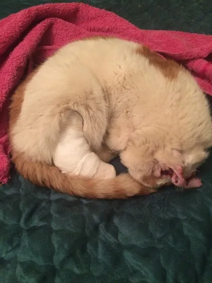 Сумна історія про кота з хорошим кінцем, e (кота) Сумна історія про кота з хорошим кінцем, e