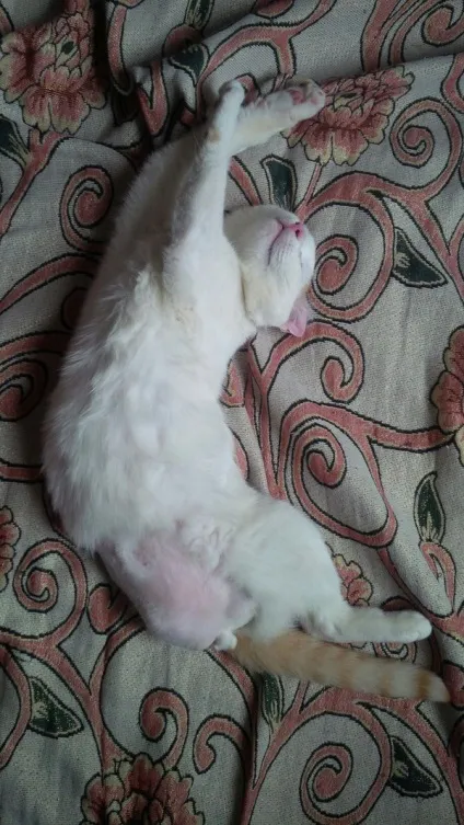 Сумна історія про кота з хорошим кінцем, e (Тепер щаслива котосемья) Сумна історія про кота з хорошим кінцем, e