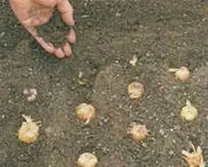 Іксія посадка і догляд у відкритому грунті, фото (насіння) Іксія посадка і догляд у відкритому грунті, фото
