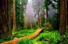 Джерела енергії - вугільні родовища (вугілля) видобуток кам'яного і бурого вугілля, вугілля антрациту, (енергії) Джерела енергії - вугільні родовища (вугілля) видобуток кам'яного і бурого вугілля, вугілля антрациту,