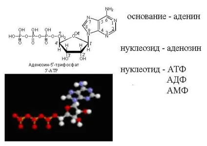 Відомо чотири нуклеотиду, які називаються аденін, гуанін, тимін, цитозин і урацил, вони (відомо) Відомо чотири нуклеотиду, які називаються аденін, гуанін, тимін, цитозин і урацил, вони