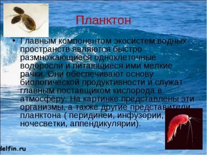 Зміна температури води в океані з глибиною водні маси світового океану (води) Зміна температури води в океані з глибиною водні маси світового океану