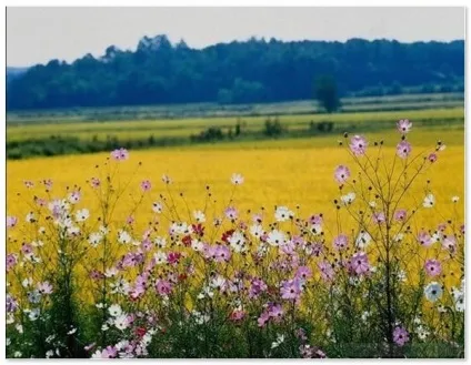Липень, вірші