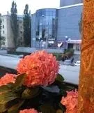 Як швидко може показати тест на вагітність