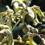 Як боротися з фітофторою картоплі та помідорів методи лікування (фітофторою) Як боротися з фітофторою картоплі та помідорів методи лікування