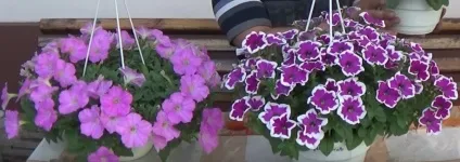 Як домогтися рясного цвітіння петунії як прищипувати і підгодовувати