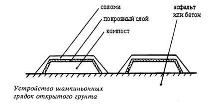 Вирощування шампіньйонів в умовах міста і дачі (печериць) Вирощування шампіньйонів в умовах міста і дачі