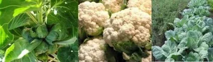 Вирощування насіння капусти (вирощування насіння капусти) Вирощування насіння капусти