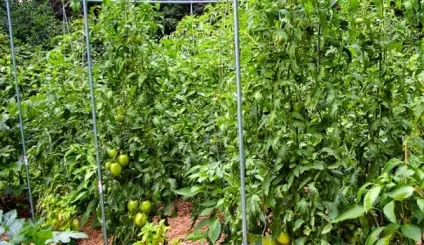 Вирощування томатів на шпалері (город) Вирощування томатів на шпалері