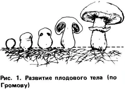 Вирощування шампіньйонів в умовах міста і дачі (вирощування) Вирощування шампіньйонів в умовах міста і дачі