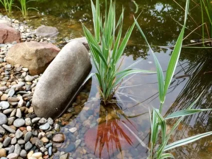 Водоймище на дачній ділянці, укріплення берегів водойми, робимо своїми руками (водойму) Водоймище на дачній ділянці, укріплення берегів водойми, робимо своїми руками