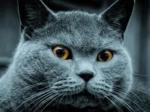 Як позбутися від міток кота, догляд за кішкою, домашні вихованці (міток) Як позбутися від міток кота, догляд за кішкою, домашні вихованці
