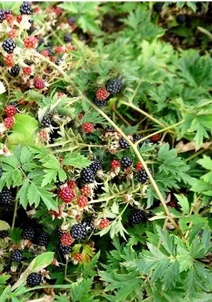 Які екзотичні овочі або фрукти, можна вирощувати на городі