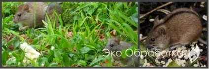 Як позбутися від полівок на дачній ділянці (полівок) Як позбутися від полівок на дачній ділянці