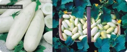 Які екзотичні овочі або фрукти, можна вирощувати на городі