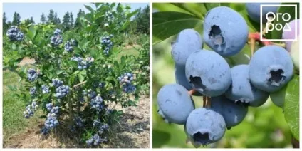 Які екзотичні овочі або фрукти, можна вирощувати на городі