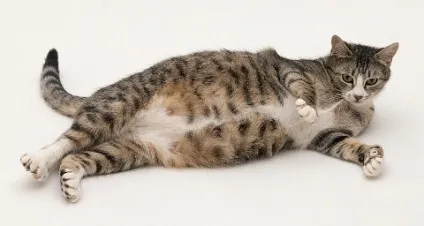 Які вітаміни необхідні для кішок, котів та кошенят (вітаміни) Які вітаміни необхідні для кішок, котів та кошенят