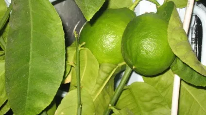 Які екзотичні овочі або фрукти, можна вирощувати на городі