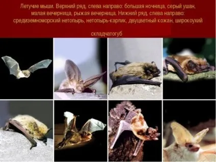 Як позбутися від кажанів під дахом у будинку на дачі чим небезпечний укус, боротьба з кажанами (дахом) Як позбутися від кажанів під дахом у будинку на дачі чим небезпечний укус, боротьба з кажанами