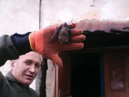 Як позбутися від кажанів під дахом у будинку на дачі чим небезпечний укус, боротьба з кажанами (летючих) Як позбутися від кажанів під дахом у будинку на дачі чим небезпечний укус, боротьба з кажанами