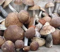 Як маринувати підберезники
