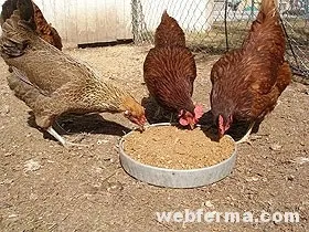 Як годувати птицю раціони для курей, комбікорми, премікси (комбікорми) Як годувати птицю раціони для курей, комбікорми, премікси