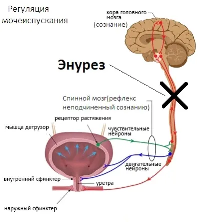 Як лікувати енурез у домашніх умовах (енурез) Як лікувати енурез у домашніх умовах