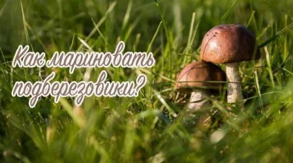 Як маринувати підберезники на зиму холодним і гарячим способом (горошком Лавровий лист) Як маринувати підберезники на зиму холодним і гарячим способом