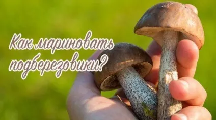 Як маринувати підберезники на зиму холодним і гарячим способом (горошком Лавровий лист) Як маринувати підберезники на зиму холодним і гарячим способом