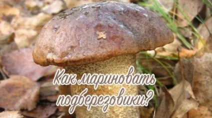Як маринувати підберезники на зиму холодним і гарячим способом (горошком Лавровий лист) Як маринувати підберезники на зиму холодним і гарячим способом