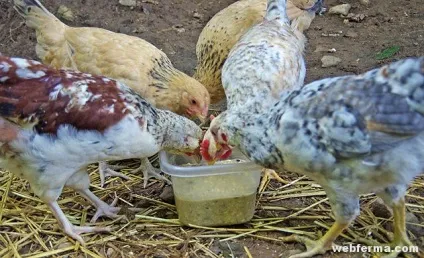 Як годувати птицю раціони для курей, комбікорми, премікси (премікси) Як годувати птицю раціони для курей, комбікорми, премікси