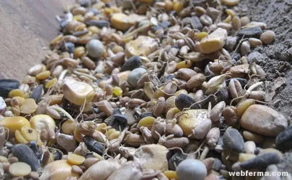 Як годувати птицю раціони для курей, комбікорми, премікси (птицю) Як годувати птицю раціони для курей, комбікорми, премікси