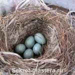 Як спостерігати за птахами і результати спостереження (птахами) Як спостерігати за птахами і результати спостереження