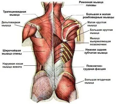 Як накачати спину