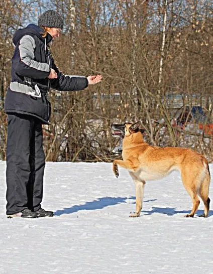 Як навчити собаку робити «іспанська крок», школа прикладної етології (собаку) Як навчити собаку робити «іспанська крок», школа прикладної етології
